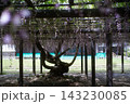 熊野記念公園（閉園済）の長藤 143230085