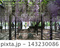 熊野記念公園（閉園済）の長藤 143230086