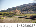 韮崎市わに塚の桜 143230087