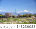 韮崎市わに塚の桜と富士山 143230088