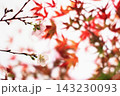 小原の四季桜 143230093