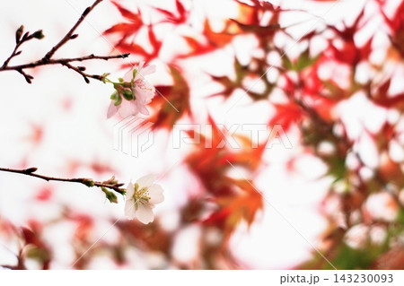 小原の四季桜 小原の四季桜 143230093