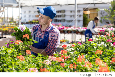 Young male seller holding geranium in pot 143231029