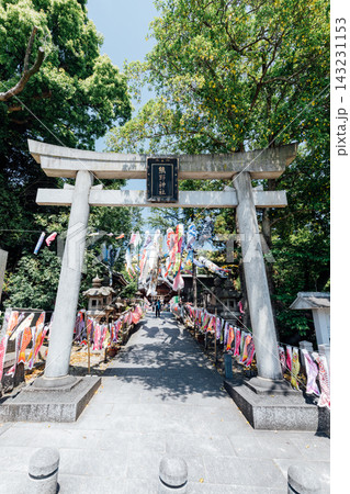 【愛知県東海市】熊野神社のこいのぼりまつりの風景 143231153