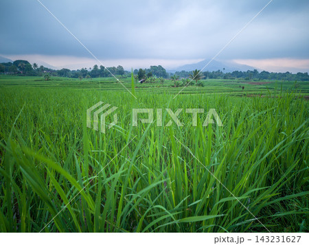 beauty morning light sunrise at paddy fields asia, Beautiful morning view in Indonesia, panoramic landscape of rice fields with mountain ranges and clear sky 143231627