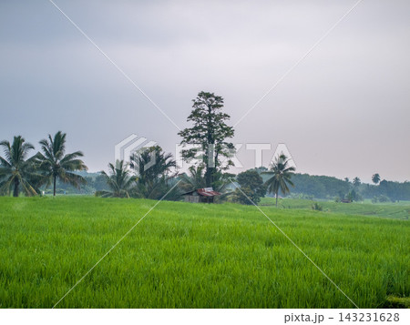 beauty morning light sunrise at paddy fields asia, Beautiful morning view in Indonesia, panoramic landscape of rice fields with mountain ranges and clear sky beauty morning light sunrise at paddy fields asia, Beautiful morning view in Indonesia, panoramic landscape of rice fields with mountain ranges and clear sky 143231628