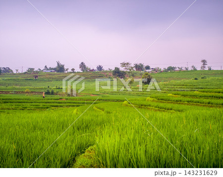 beauty morning light sunrise at paddy fields asia, Beautiful morning view in Indonesia, panoramic landscape of rice fields with mountain ranges and clear sky beauty morning light sunrise at paddy fields asia, Beautiful morning view in Indonesia, panoramic landscape of rice fields with mountain ranges and clear sky 143231629
