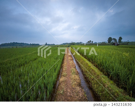 beauty morning light sunrise at paddy fields asia, Beautiful morning view in Indonesia, panoramic landscape of rice fields with mountain ranges and clear sky beauty morning light sunrise at paddy fields asia, Beautiful morning view in Indonesia, panoramic landscape of rice fields with mountain ranges and clear sky 143231630
