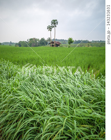 beauty morning light sunrise at paddy fields asia, Beautiful morning view in Indonesia, panoramic landscape of rice fields with mountain ranges and clear sky beauty morning light sunrise at paddy fields asia, Beautiful morning view in Indonesia, panoramic landscape of rice fields with mountain ranges and clear sky 143231631