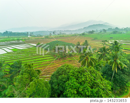 beauty morning light sunrise at paddy fields asia, Beautiful morning view in Indonesia, panoramic landscape of rice fields with mountain ranges and clear sky 143231653