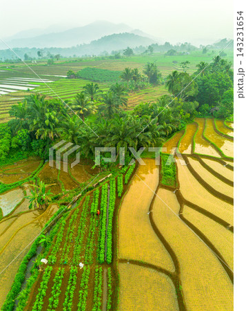 beauty morning light sunrise at paddy fields asia, Beautiful morning view in Indonesia, panoramic landscape of rice fields with mountain ranges and clear sky beauty morning light sunrise at paddy fields asia, Beautiful morning view in Indonesia, panoramic landscape of rice fields with mountain ranges and clear sky 143231654