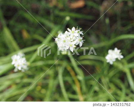 公園の花 143231762