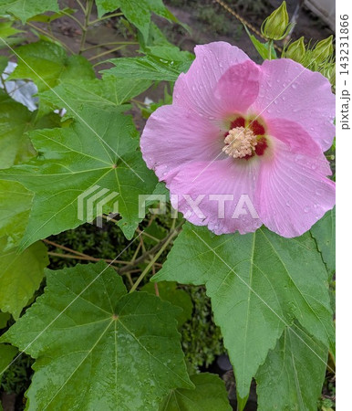 雨滴をまとうフヨウの花と大きな葉 143231866