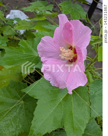 雨滴に覆われたフヨウの花のクローズアップ 雨滴に覆われたフヨウの花のクローズアップ 143231867