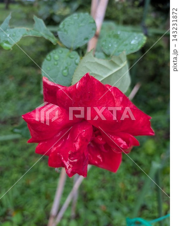 雨に濡れた深紅のバラ 雨に濡れた深紅のバラ 143231872