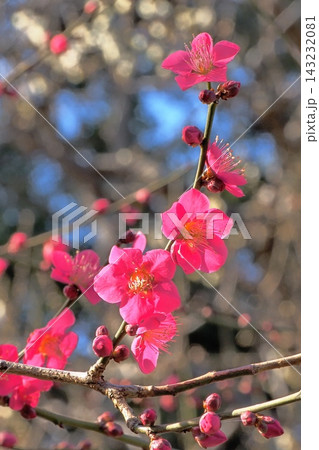 梅の花(紅千鳥) 梅の花(紅千鳥) 143232081