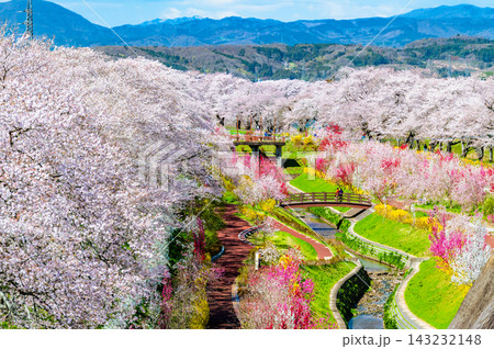宮城 白石川堤一目千本桜 143232148