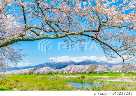 宮城 白石川堤一目千本桜 宮城 白石川堤一目千本桜 143232233