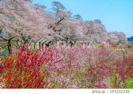 宮城 白石川堤一目千本桜 宮城 白石川堤一目千本桜 143232236