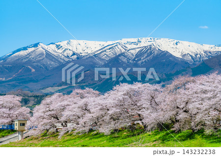 宮城 白石川堤一目千本桜 残雪の蔵王連峰と桜並木 宮城 白石川堤一目千本桜 残雪の蔵王連峰と桜並木 143232238
