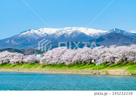 宮城 白石川堤一目千本桜 残雪の蔵王連峰と桜並木 宮城 白石川堤一目千本桜 残雪の蔵王連峰と桜並木 143232239