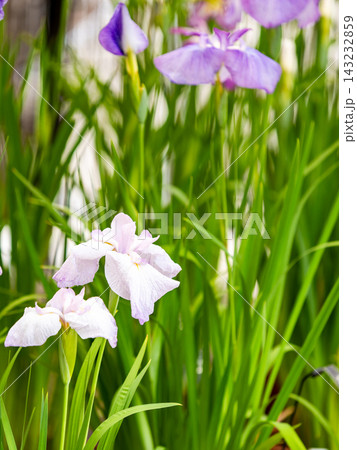 カラフルで華やかな満開のハナショウブ カラフルで華やかな満開のハナショウブ 143232859