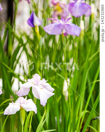 カラフルで華やかな満開のハナショウブ カラフルで華やかな満開のハナショウブ 143232860