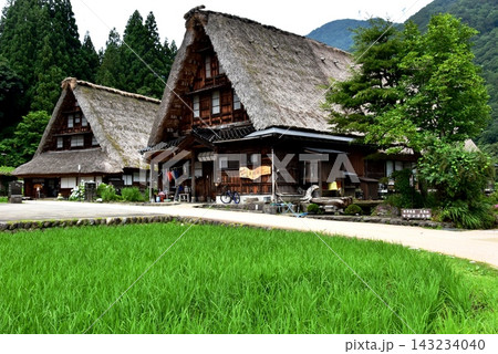富山県南砺市 五箇山菅沼合掌造り集落と水田 富山県南砺市 五箇山菅沼合掌造り集落と水田 143234040