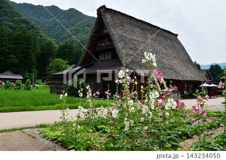 富山県南砺市 五箇山菅沼合掌造り集落の土産物店と満開のタチアオイ 富山県南砺市 五箇山菅沼合掌造り集落の土産物店と満開のタチアオイ 143234050