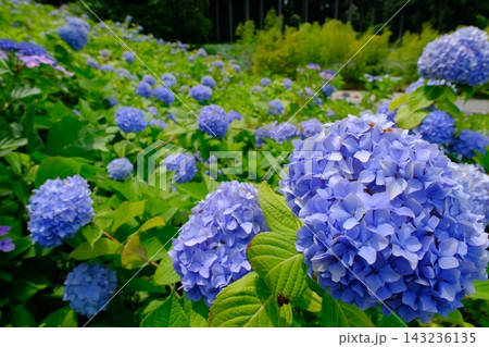 越後丘陵公園の紫陽花 越後丘陵公園の紫陽花 143236135