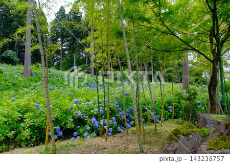 越後丘陵公園の紫陽花と竹 越後丘陵公園の紫陽花と竹 143238757
