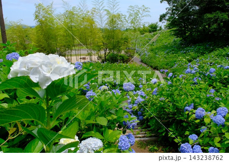 越後丘陵公園の紫陽花 越後丘陵公園の紫陽花 143238762