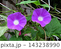夏の花：雨の合間の：朝顔：あさがお：朝顔屋敷：9月の花  143238990
