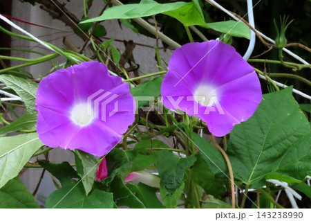 夏の花：雨の合間の：朝顔：あさがお：朝顔屋敷：9月の花  143238990