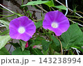 夏の花：雨の合間の：朝顔：あさがお：朝顔屋敷：9月の花  143238994