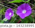 夏の花：雨の合間の：朝顔：あさがお：朝顔屋敷：9月の花  143238995