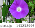 夏の花：雨の合間の：朝顔：あさがお：朝顔屋敷：9月の花  143238996