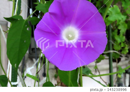 夏の花：雨の合間の：朝顔：あさがお：朝顔屋敷：9月の花  143238996