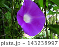 夏の花：雨の合間の：朝顔：あさがお：朝顔屋敷：9月の花  143238997