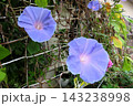 夏の花：雨の合間の：朝顔：あさがお：朝顔屋敷：9月の花  143238998