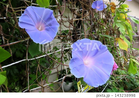 夏の花：雨の合間の：朝顔：あさがお：朝顔屋敷：9月の花  143238998