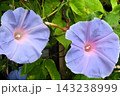 夏の花：雨の合間の：朝顔：あさがお：朝顔屋敷：9月の花 143238999