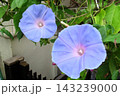 夏の花：雨の合間の：朝顔：あさがお：朝顔屋敷：9月の花 143239000