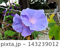 夏の花：雨の合間の：朝顔：あさがお：朝顔屋敷：9月の花 143239012