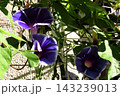 夏の花：雨の合間の：朝顔：あさがお：朝顔屋敷：9月の花 143239013