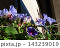 夏の花：雨の合間の：朝顔：あさがお：朝顔屋敷：9月の花 143239019