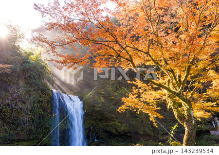 滝と紅葉と光芒（大分県玖珠町慈恩の滝） 143239534