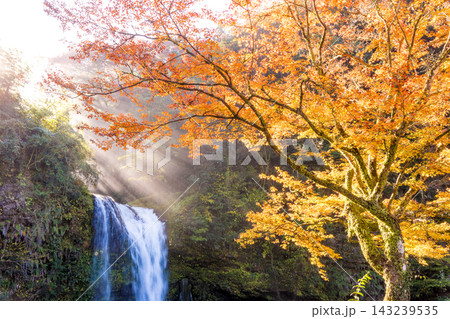 滝と紅葉と光芒(大分県玖珠町慈恩の滝) 滝と紅葉と光芒(大分県玖珠町慈恩の滝) 143239535