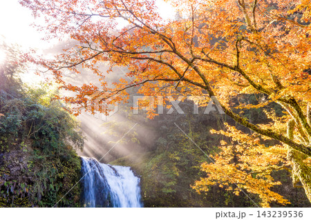 滝と紅葉と光芒（大分県玖珠町慈恩の滝） 143239536
