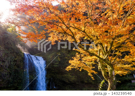 滝と紅葉と光芒(大分県玖珠町慈恩の滝) 滝と紅葉と光芒(大分県玖珠町慈恩の滝) 143239540